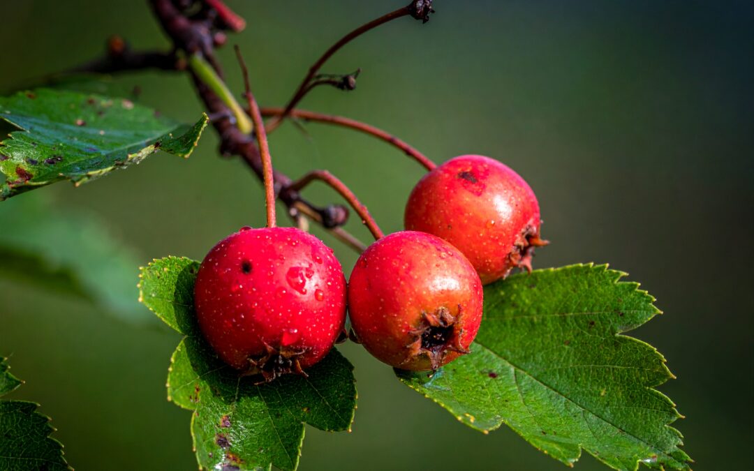Bäume, Sträucher und Frühblüher pflanzen