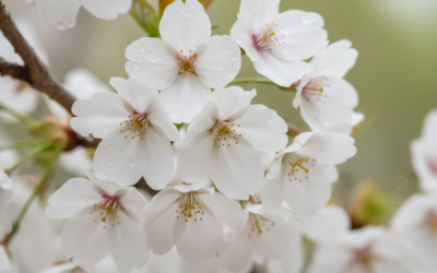 Blühwunder zu Weihnachen