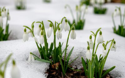 Schneeglöckchen und Winterlinge